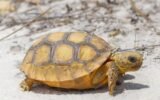 gopher tortoise