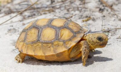 Georgia Hits Gopher Tortoise Protection Goal