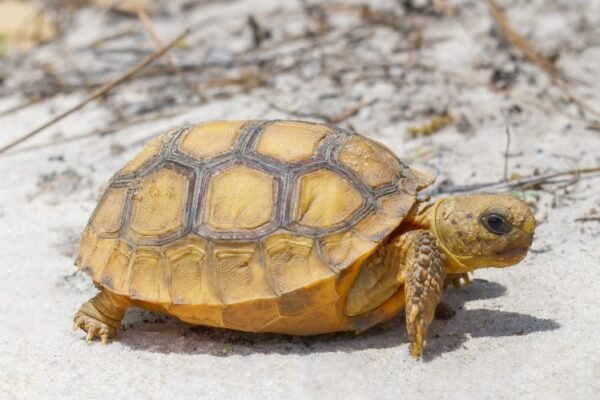 gopher tortoise