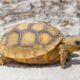 Georgia Hits Gopher Tortoise Protection Goal