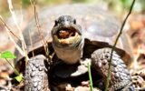 gopher tortoise conservation