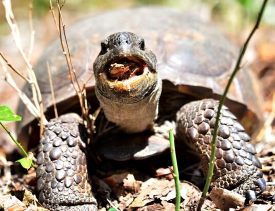 gopher tortoise conservation