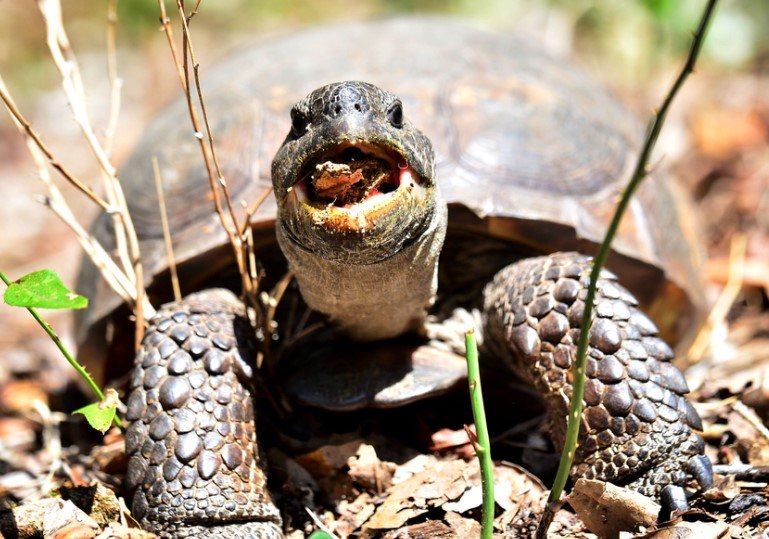 gopher tortoise conservation