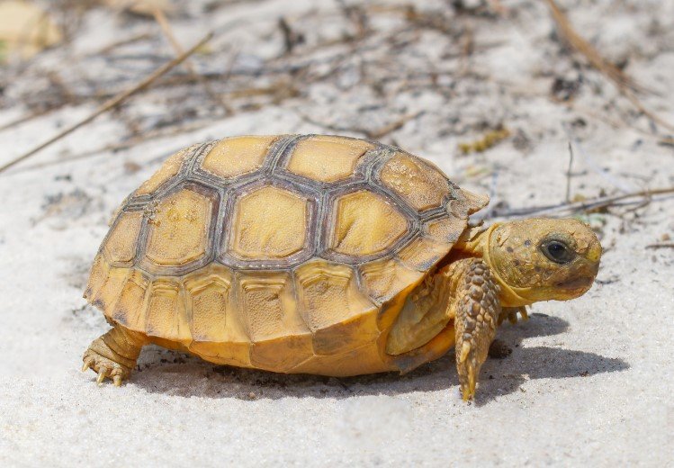 gopher tortoise