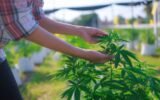 hemp products in georgia smoke