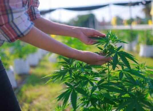 hemp products in georgia smoke