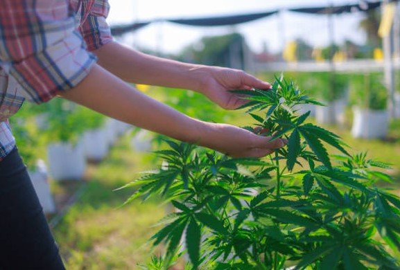 hemp products in georgia smoke