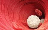white blood cell illustration