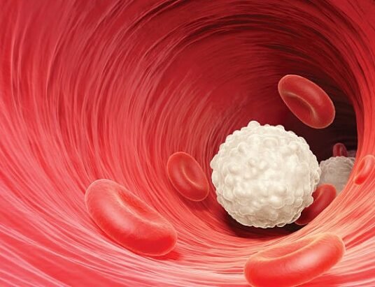 white blood cell illustration
