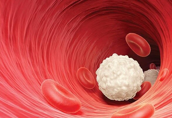 white blood cell illustration