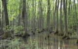wildlife viewing in Georgia