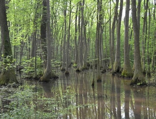 wildlife viewing in Georgia