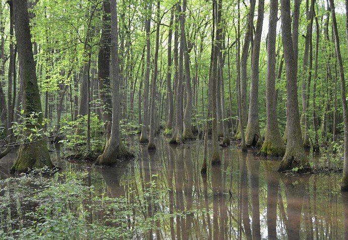 wildlife viewing in Georgia