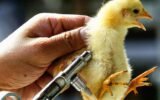 bird flu outbreak