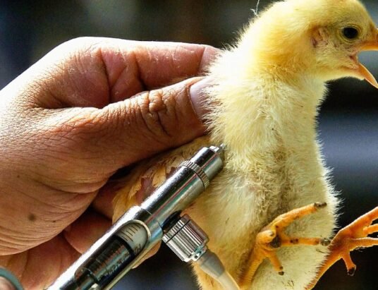 bird flu outbreak