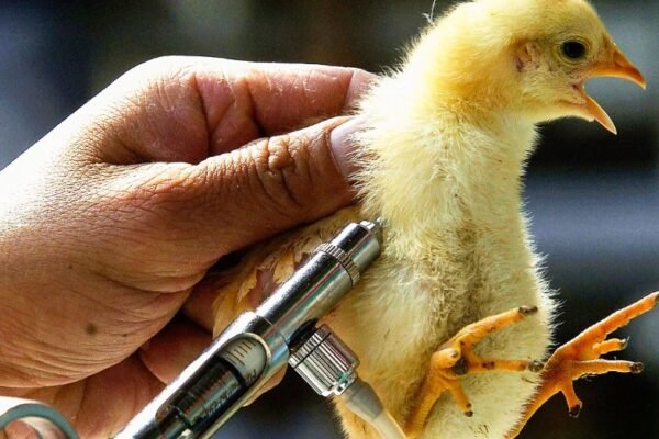 bird flu outbreak