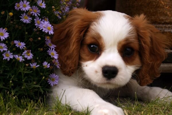 cute dog