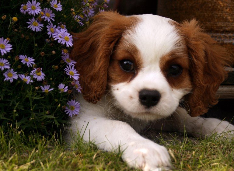 cute dog