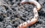parasitic worm jumping
