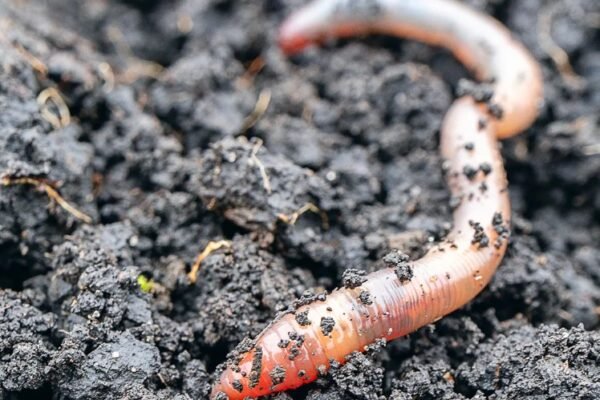 parasitic worm jumping