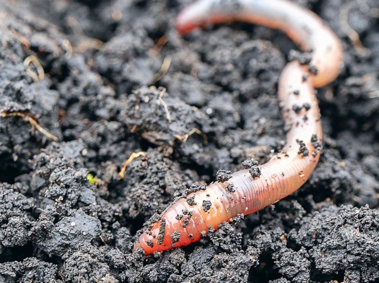 parasitic worm jumping