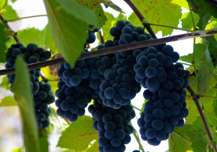 Georgian vineyard Kakheti grapes