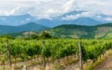 Georgian winery landscape