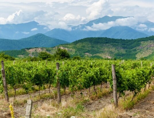 Georgian winery landscape