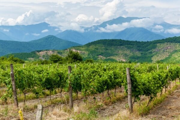 Georgian winery landscape