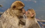 ancient ape kissing