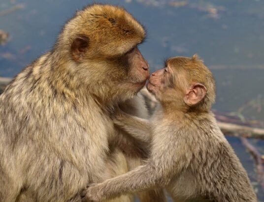 ancient ape kissing