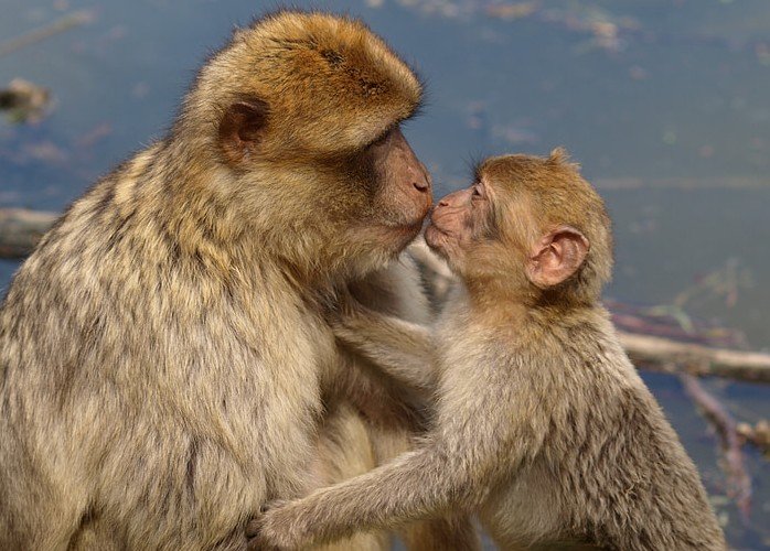 ancient ape kissing