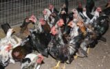 bird flu outbreak