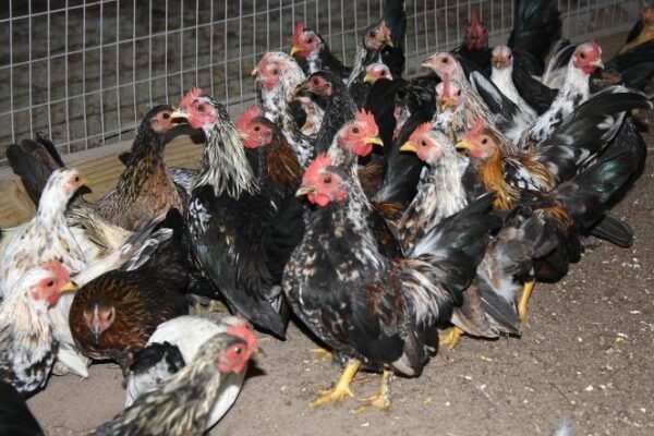bird flu outbreak