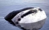 bowhead whale