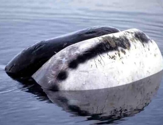 bowhead whale
