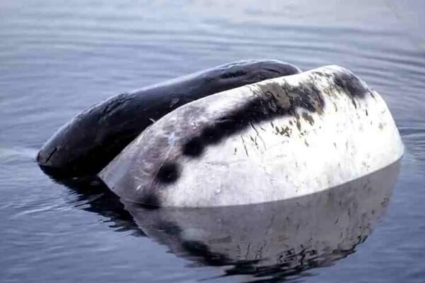 bowhead whale