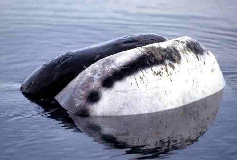 bowhead whale