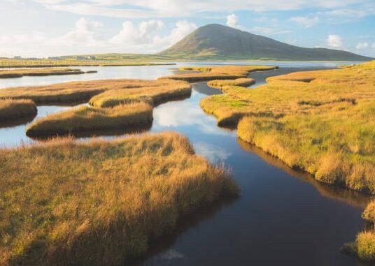 coastal marsh landscape