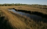 coastal marsh landscape