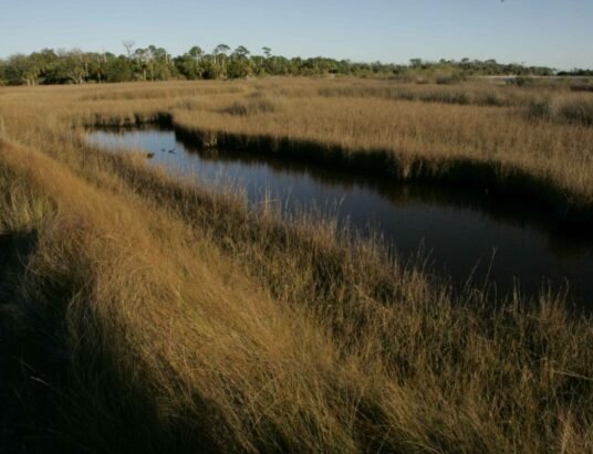 coastal marsh landscape