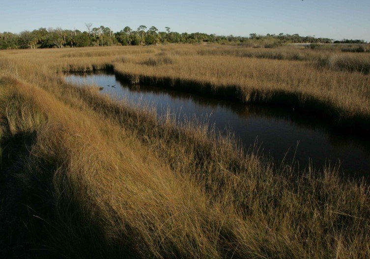 coastal marsh landscape