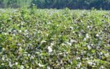 cotton fields georgia
