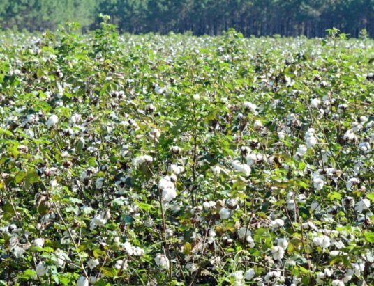 cotton fields georgia