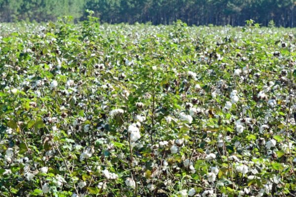 cotton fields georgia