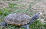 diamondback terrapin
