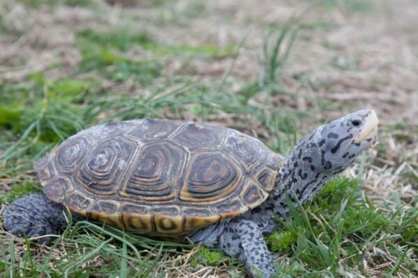 diamondback terrapin
