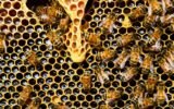 honey bee hive