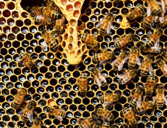 honey bee hive