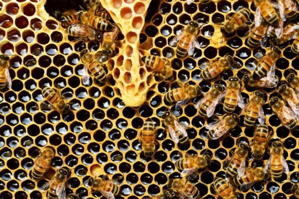 honey bee hive
